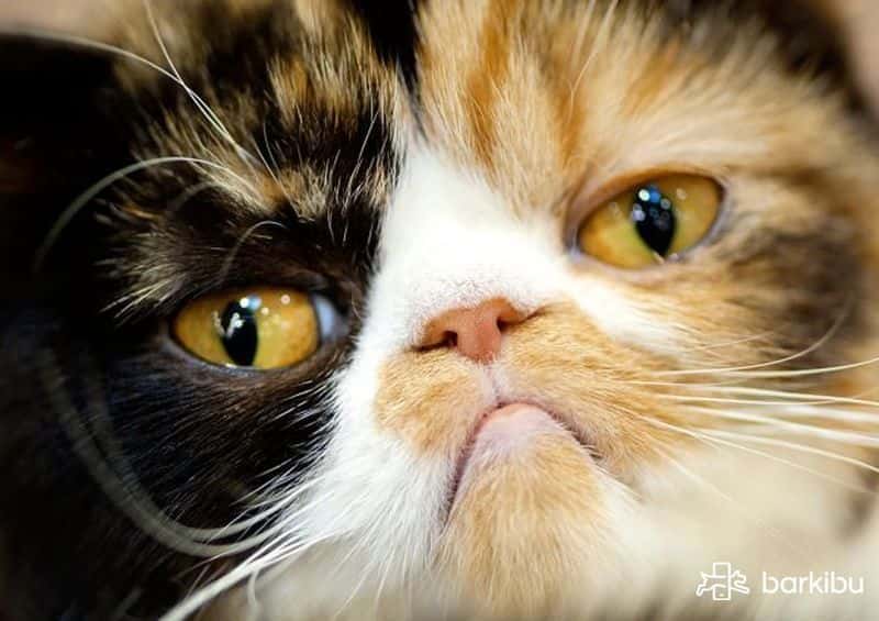diarrea de gatito y ano hinchado